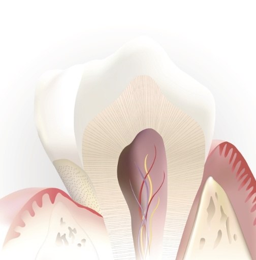 Animated inside of a healthy tooth that doesn't need root canal therapy