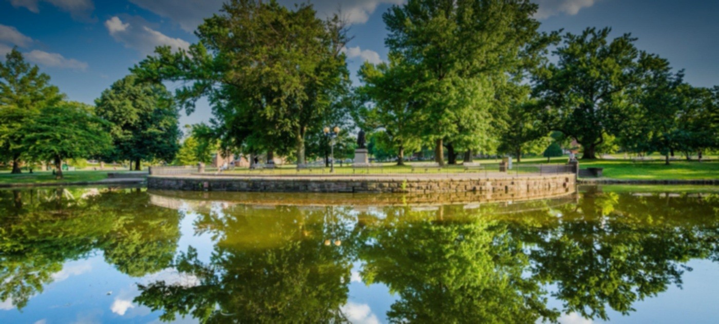 View of trees over a pond